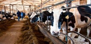 Животноводство