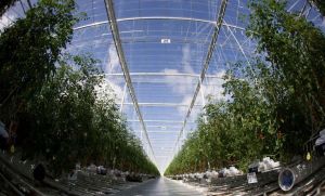 Вентиляция теплиц Вентиляция теплиц