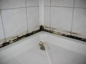 Плесень в ванной